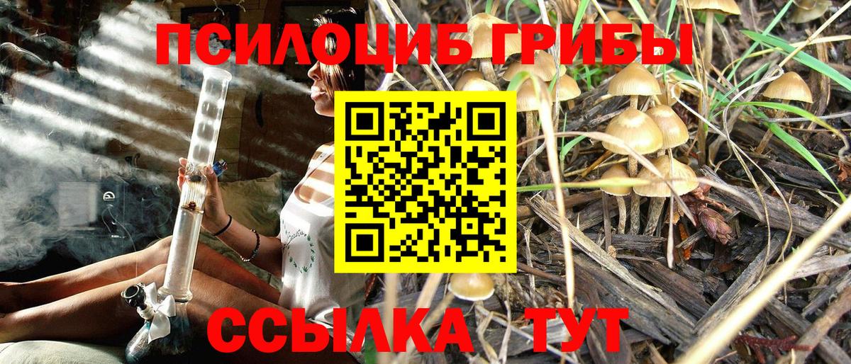 Галлюциногенные грибы Psilocybe Костомукша